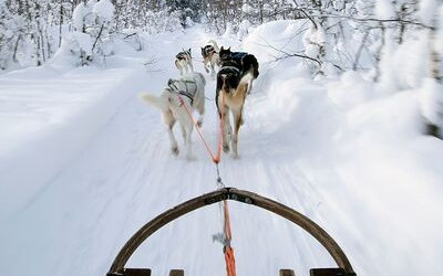 Singleurlaub in Arvidsjaur - Lappland